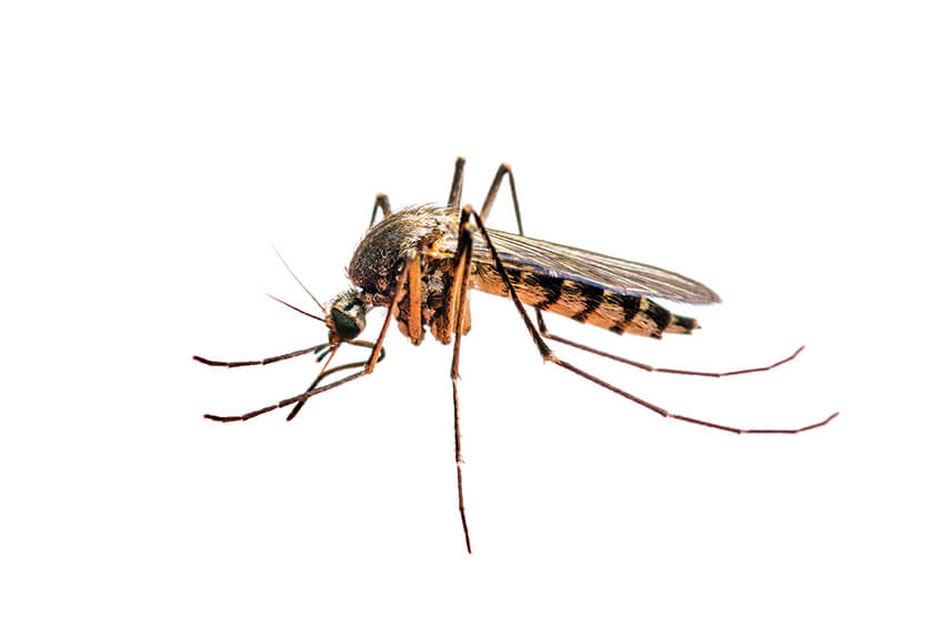 Natural Mosquito & Tick Repellant